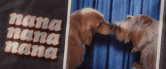 kissing strangers GIF by DNCE