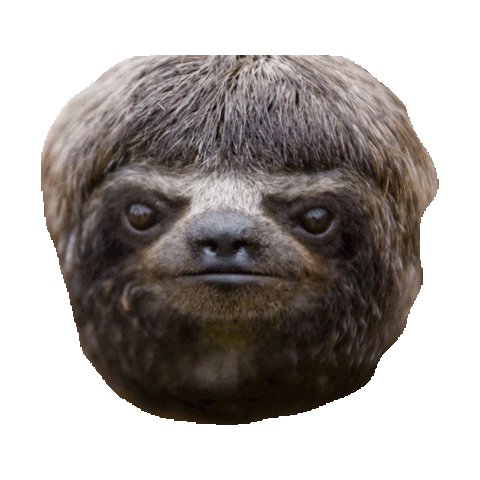 sloth GIF by imoji
