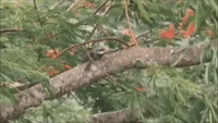 Iguana Clings to Branch as Dorian Bears Down on St Thomas