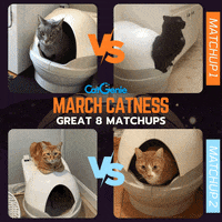GIF by CatGenie