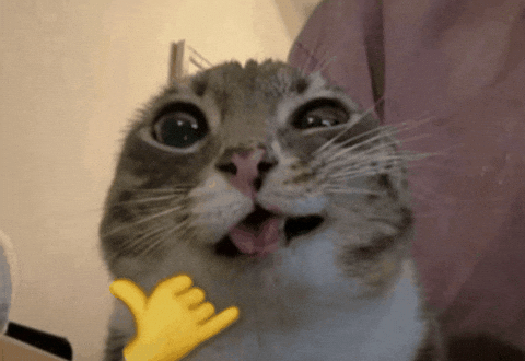 Cat Wow GIF