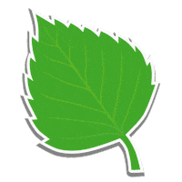 Summer Leaf Sticker by Saunapaiva