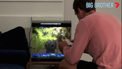 Big Brother GIF by Big Brother Australia