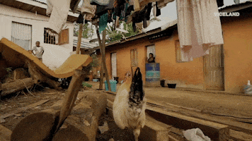 viceland GIF by Black Market