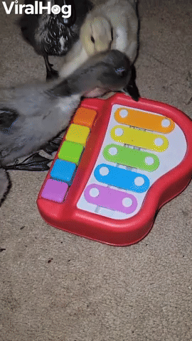 Ducklings Playing with Toy Piano in Quack Minor