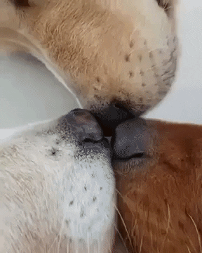 jermbly giphyupload GIF