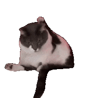Annie Grooming Sticker by Smitten Kitten