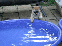 puppy dog GIF