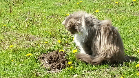 mole GIF