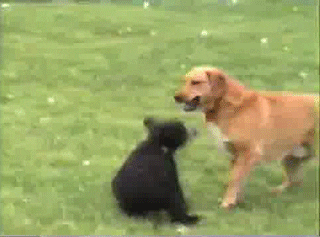 dog fight GIF