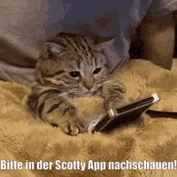 unsereoebb cat katze oebb weltkatzentag GIF