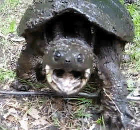 tortoise GIF