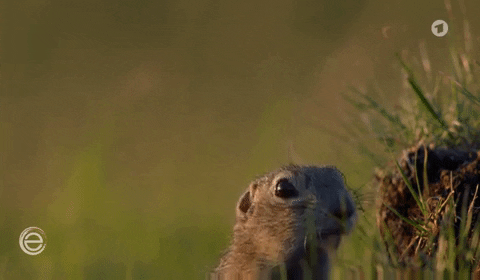 Hungry Squirrel GIF by Das Erste
