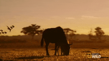 nat geo wild wildebeest GIF by Savage Kingdom