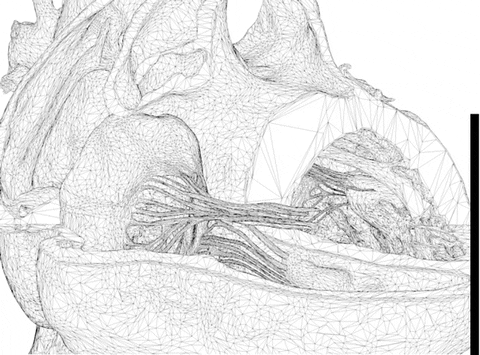 paulaei giphyupload heart 3d anatomy GIF