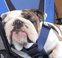 Des Moines Drake GIF by DrakeUGriff