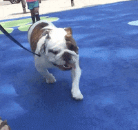 Des Moines Drake GIF by DrakeUGriff