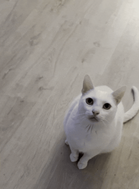 Flipcat GIF