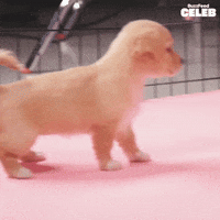 Puppy Interview GIF by BuzzFeed