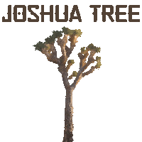 Joshua Tree Cactus Sticker by Tom Windeknecht