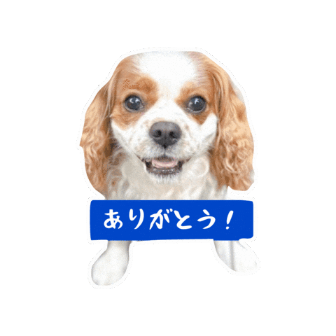 Cavalierkingcharlesspaniel Sticker