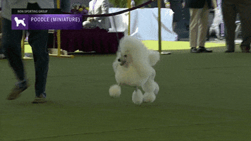 Westminster Dog Show Running GIF by Westminster Kennel Club