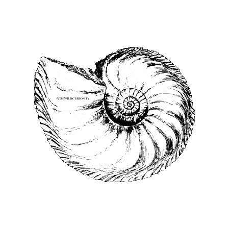 Black And White Vintage Sticker by The Wild Curiosity