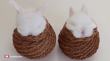Baby Bunnies Meditate Inside Personalized Baskets