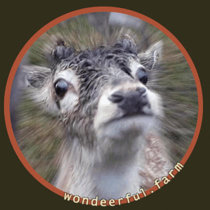 Deer Funny Animals GIF by Wondeerful farm