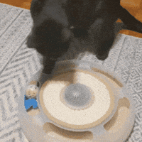 Confused Black Cat GIF