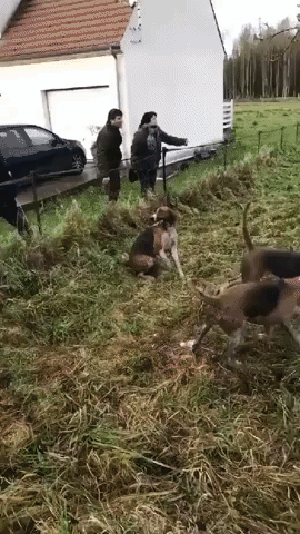 Locals Rally to Save Deer Chased Into Garden by Hunters' Hounds