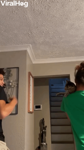 Boxing Match With a Kitten