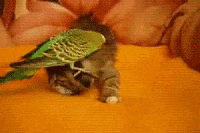 cat bird GIF