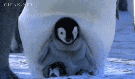 Baby Penguin penguins GIF