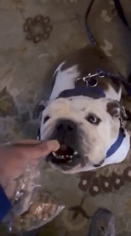 drake mascot GIF by DrakeUGriff