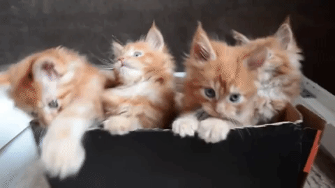 kittens playing GIF by ViralHog
