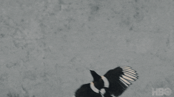 Will Dafne Keen GIF by His Dark Materials