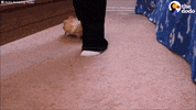 GIF by The Dodo