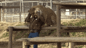 Big Cat Internet GIF by NETFLIX