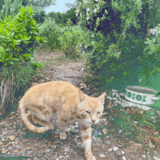 littleshiva giphyupload cat vis ginnji GIF