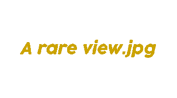 Sarcasm Caption Sticker