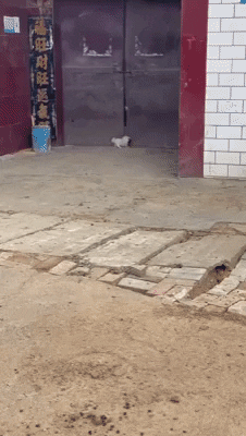 cuteanimalland giphyupload GIF