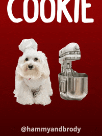 Merry Christmas Dog GIF by HammyandBrody