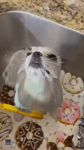 Adorable Pomeranian Can't Get Enough of Bath Time