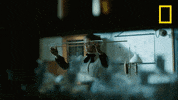 Samantha Colley Genius GIF by National Geographic Channel
