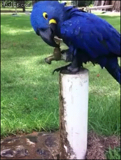 DailyDoseOfAwesome giphyupload GIF