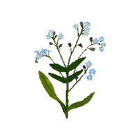 Happy Forget Me Not Sticker by Caroline Spence