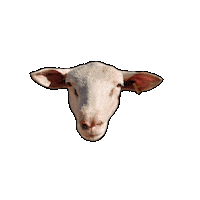 Sheep Ce Sticker by IDENTAG