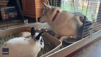 Protective Husky Watches Over Rabbits by Moving Into Cage