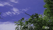 flying snake wild borneo GIF by Nat Geo Wild